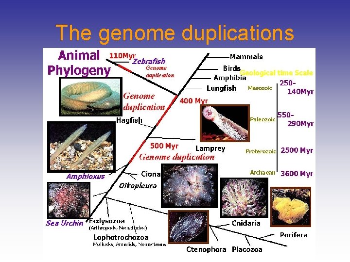 The genome duplications 