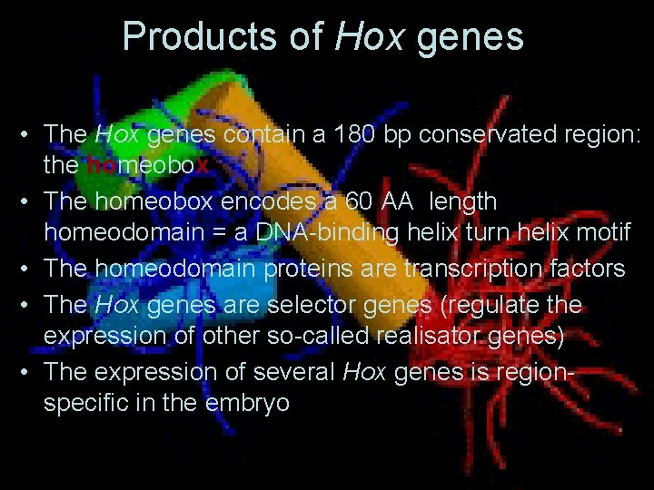 Products of Hox genes • The Hox genes contain a 180 bp conservated region:
