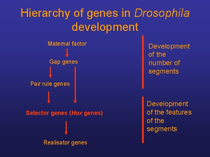 Hierarchy of genes in Drosophila development Maternal factor Gap genes Development of the number