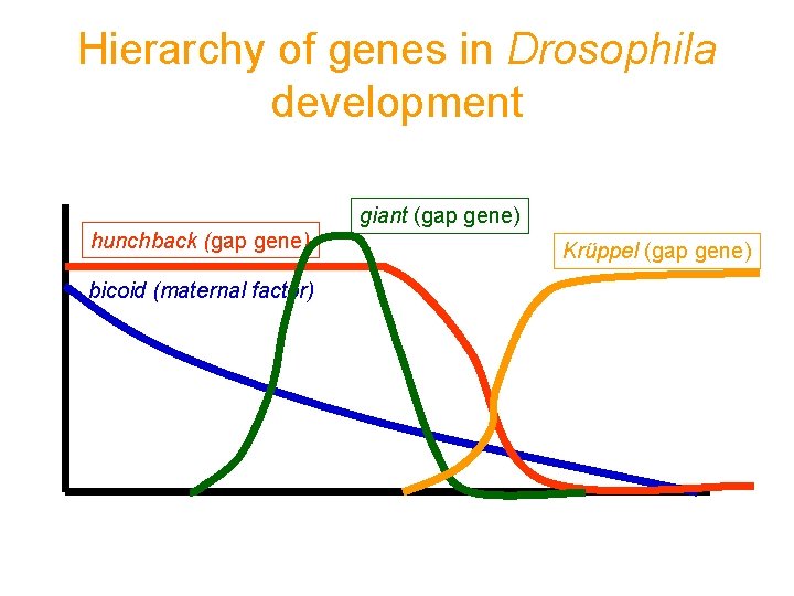 Hierarchy of genes in Drosophila development hunchback (gap gene) bicoid (maternal factor) giant (gap