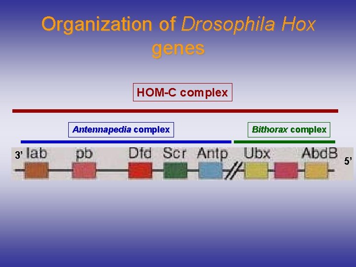 Organization of Drosophila Hox genes HOM-C complex Antennapedia complex 3’ Bithorax complex 5’ 