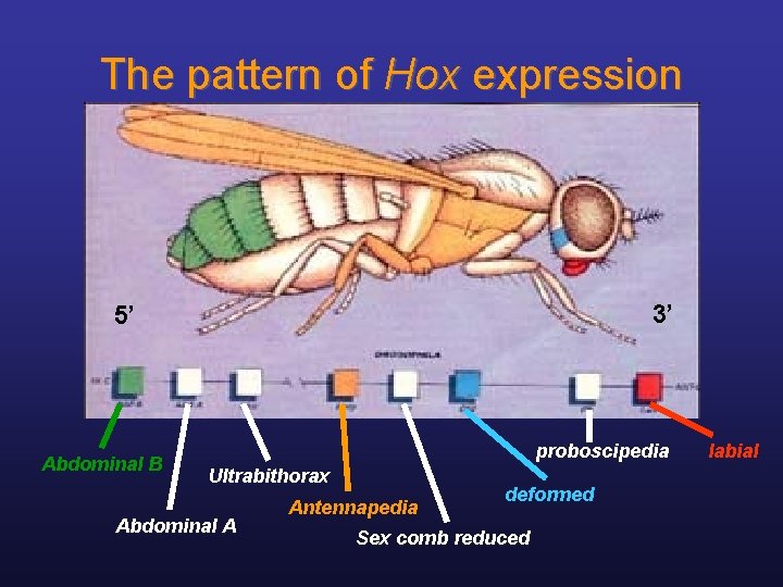 The pattern of Hox expression 3’ 5’ Abdominal B proboscipedia Ultrabithorax Abdominal A Antennapedia