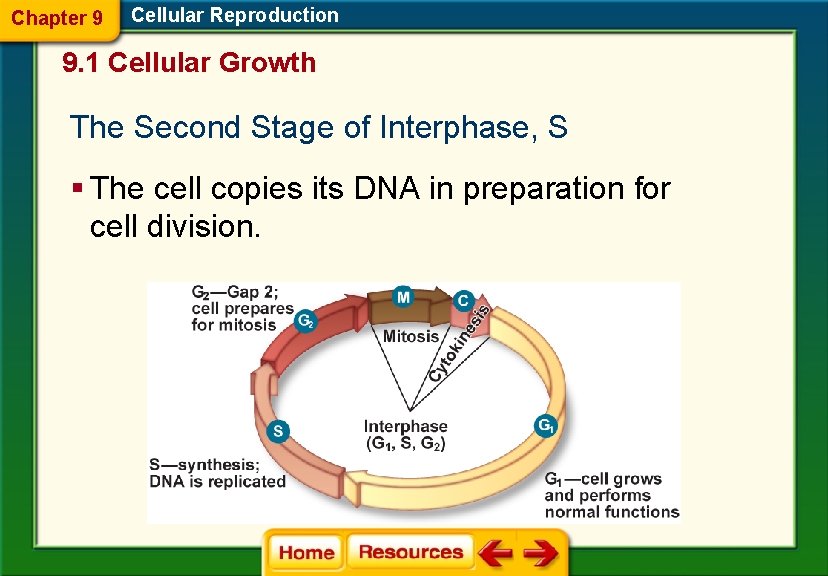 Chapter 9 Cellular Reproduction 9. 1 Cellular Growth The Second Stage of Interphase, S