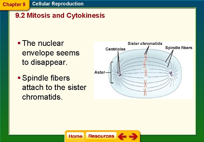 Chapter 9 Cellular Reproduction 9. 2 Mitosis and Cytokinesis § The nuclear envelope seems