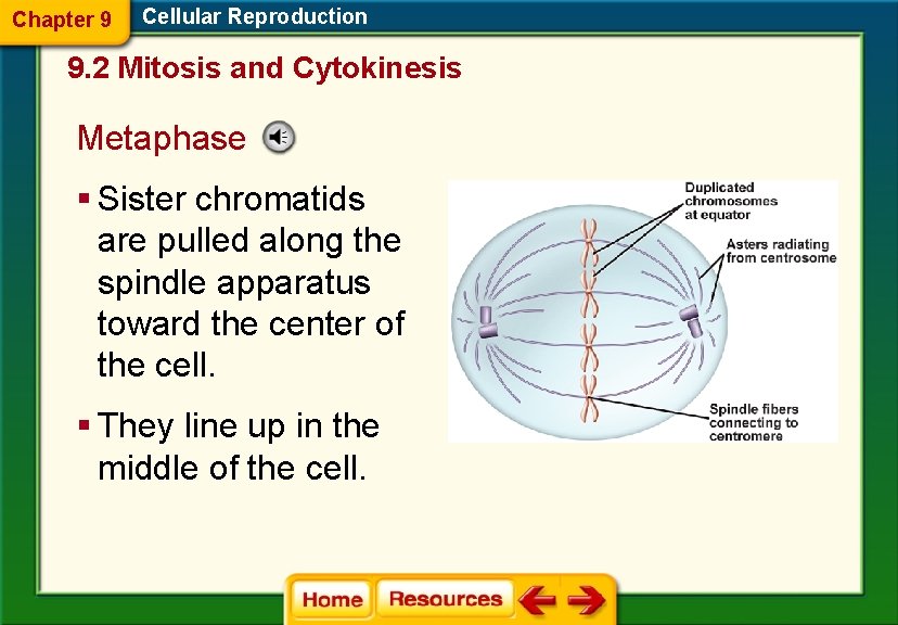 Chapter 9 Cellular Reproduction 9. 2 Mitosis and Cytokinesis Metaphase § Sister chromatids are