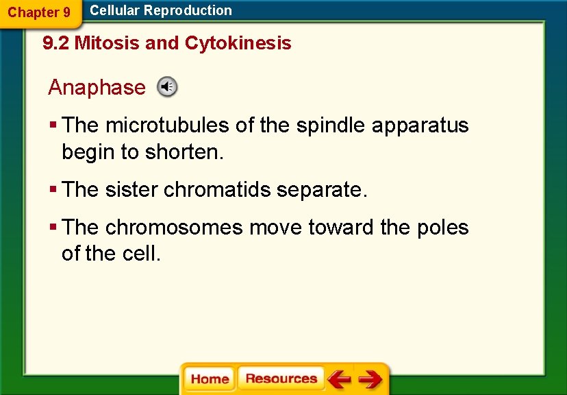 Chapter 9 Cellular Reproduction 9. 2 Mitosis and Cytokinesis Anaphase § The microtubules of