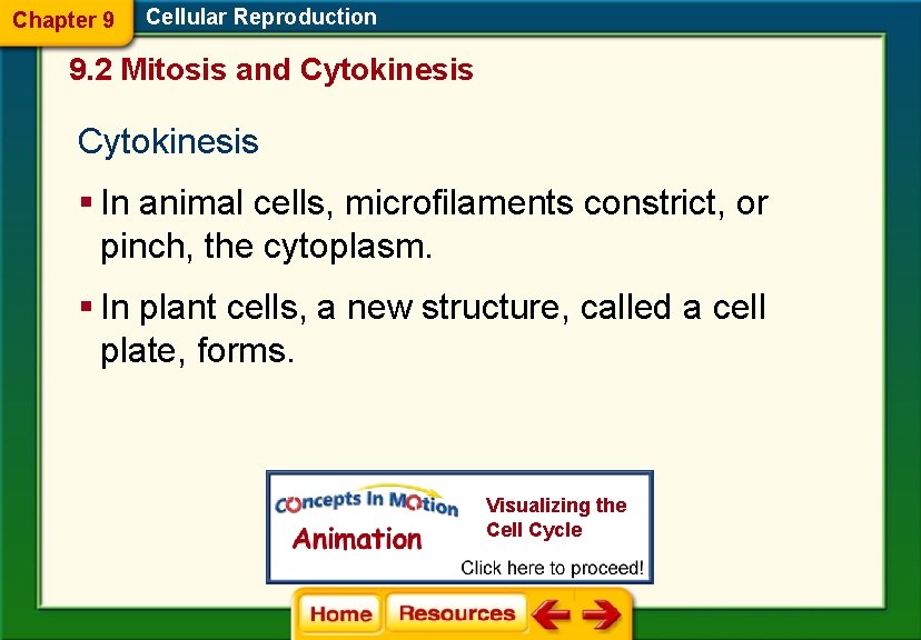 Chapter 9 Cellular Reproduction 9. 2 Mitosis and Cytokinesis § In animal cells, microfilaments