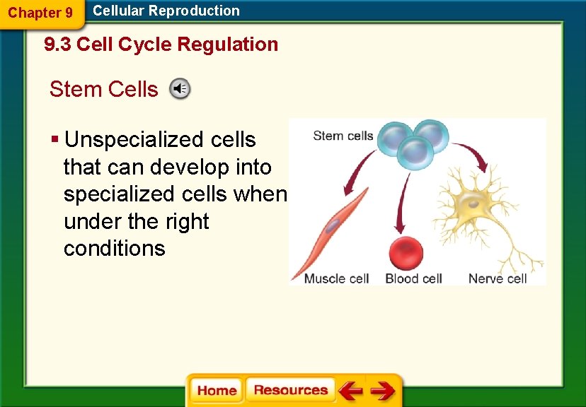 Chapter 9 Cellular Reproduction 9. 3 Cell Cycle Regulation Stem Cells § Unspecialized cells