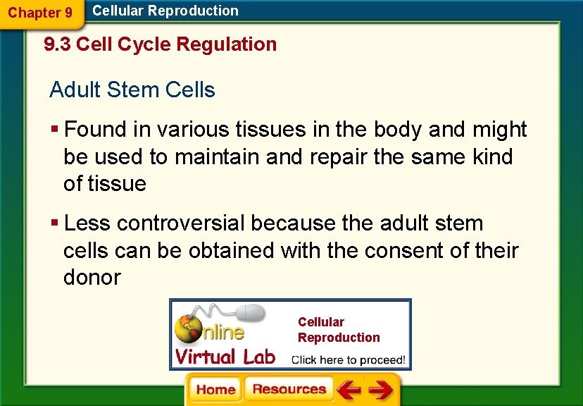 Chapter 9 Cellular Reproduction 9. 3 Cell Cycle Regulation Adult Stem Cells § Found