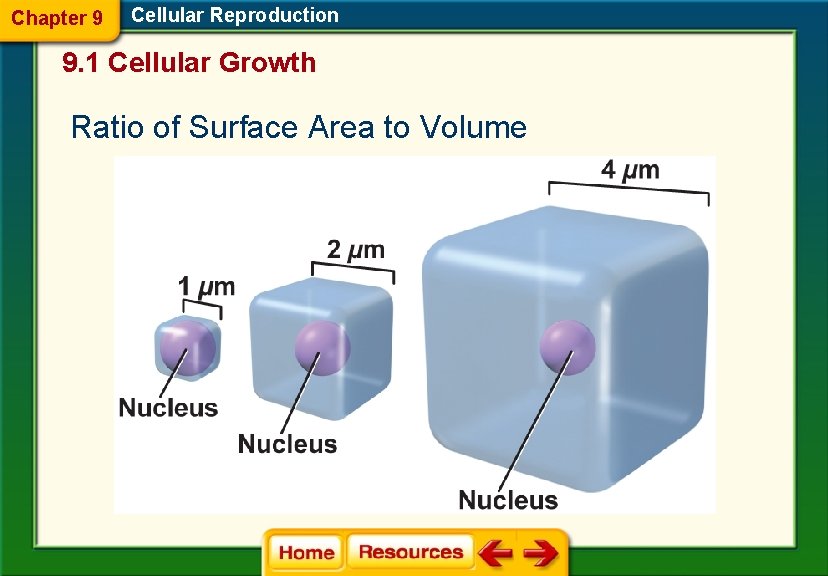 Chapter 9 Cellular Reproduction 9. 1 Cellular Growth Ratio of Surface Area to Volume