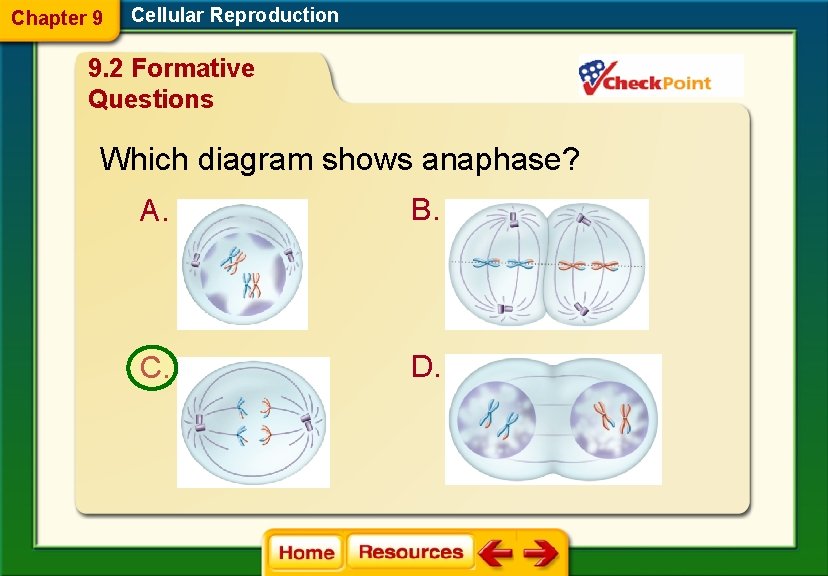 Chapter 9 Cellular Reproduction 9. 2 Formative Questions Which diagram shows anaphase? A. B.