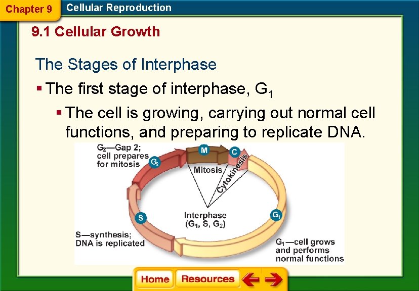 Chapter 9 Cellular Reproduction 9. 1 Cellular Growth The Stages of Interphase § The