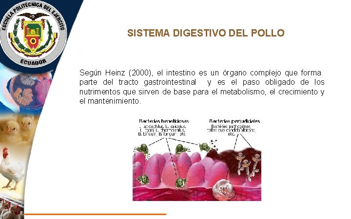 SISTEMA DIGESTIVO DEL POLLO Según Heinz (2000), el intestino es un órgano complejo que