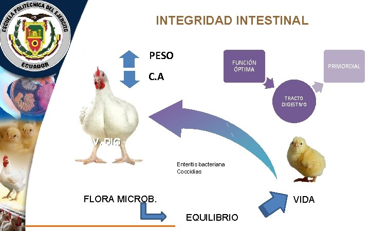 INTEGRIDAD INTESTINAL PESO FUNCIÓN ÓPTIMA C. A PRIMORDIAL TRACTO DIGESTIVO V. DIG Enteritis bacteriana