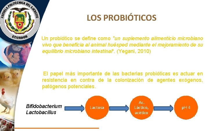 LOS PROBIÓTICOS Un probiótico se define como "un suplemento alimenticio microbiano vivo que beneficia