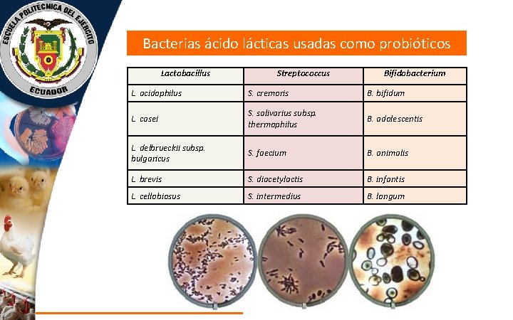 Bacterias ácido lácticas usadas como probióticos Lactobacillus Streptococcus Bifidobacterium L. acidophilus S. cremoris B.