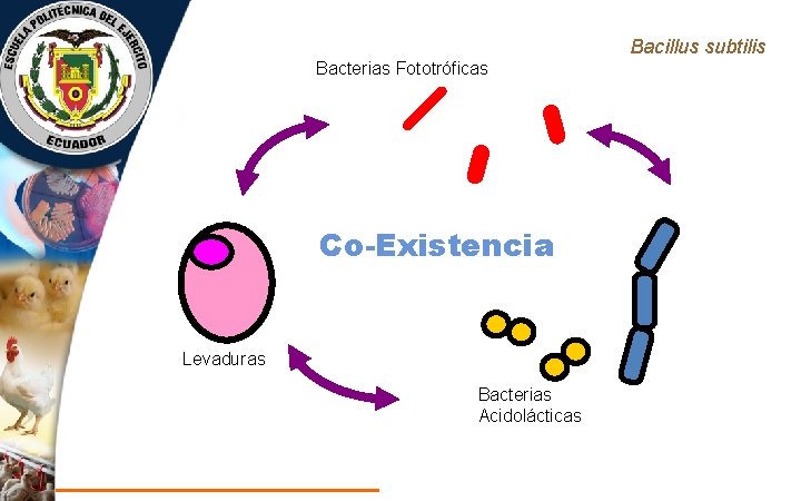 Bacillus subtilis Bacterias Fototróficas Co-Existencia Levaduras Bacterias Acidolácticas 