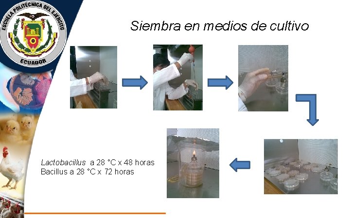 Siembra en medios de cultivo Lactobacillus a 28 °C x 48 horas Bacillus a