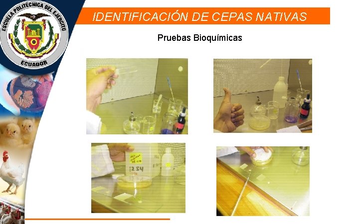 IDENTIFICACIÓN DE CEPAS NATIVAS Pruebas Bioquímicas 