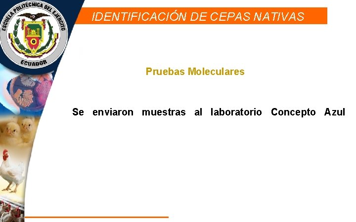 IDENTIFICACIÓN DE CEPAS NATIVAS Pruebas Moleculares Se enviaron muestras al laboratorio Concepto Azul 