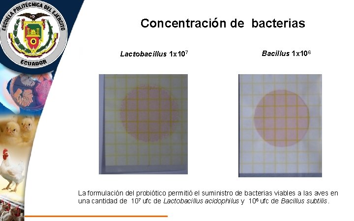 Concentración de bacterias Lactobacillus 1 x 107 Bacillus 1 x 106 La formulación del