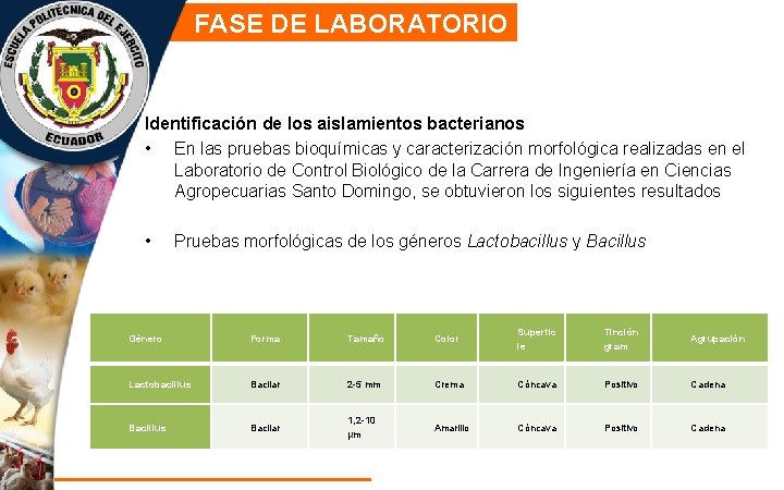 FASE DE LABORATORIO Identificación de los aislamientos bacterianos • En las pruebas bioquímicas y