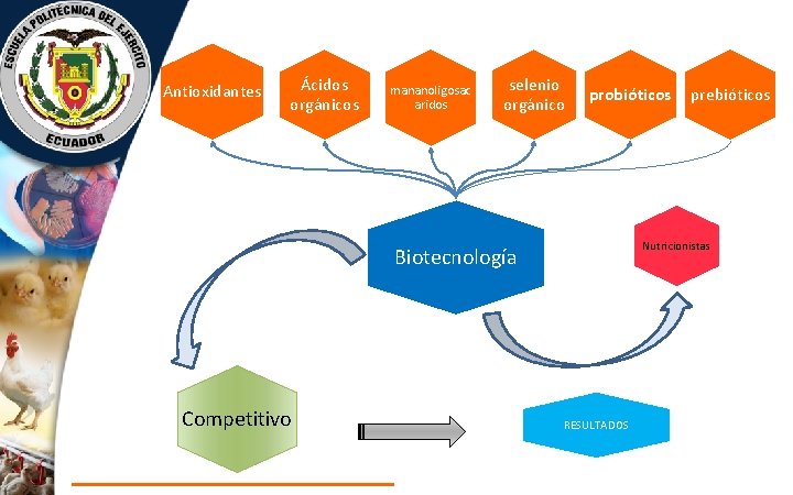 Antioxidantes Ácidos orgánicos mananoligosac aridos selenio orgánico probióticos Nutricionistas Biotecnología Competitivo prebióticos RESULTADOS 