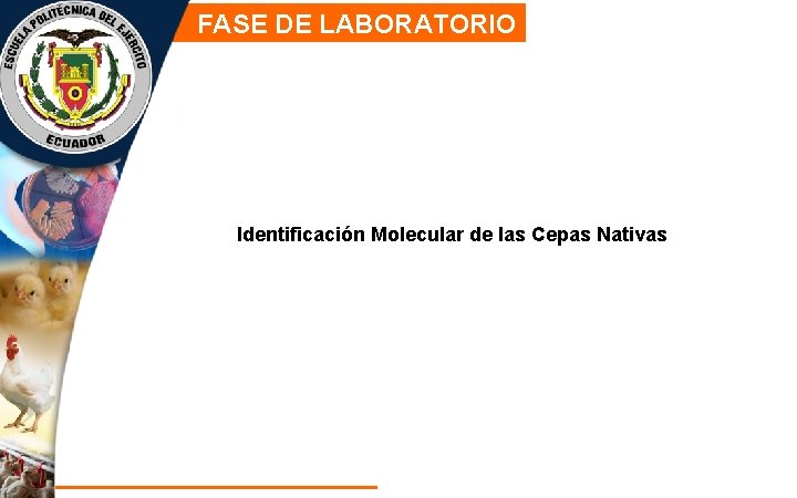 FASE DE LABORATORIO Identificación Molecular de las Cepas Nativas 
