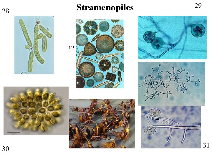 Stramenopiles 28 29 32 33 30 31 