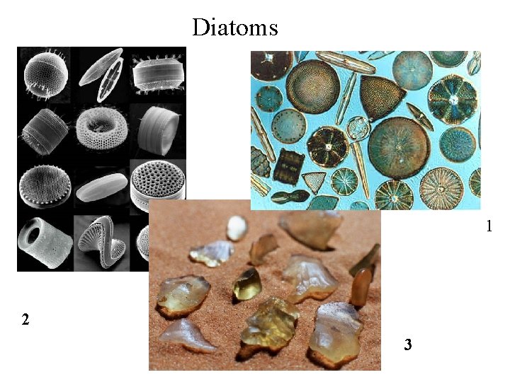 Diatoms 1 2 3 