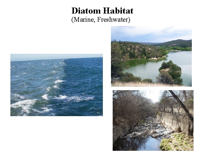 Diatom Habitat (Marine, Freshwater) 