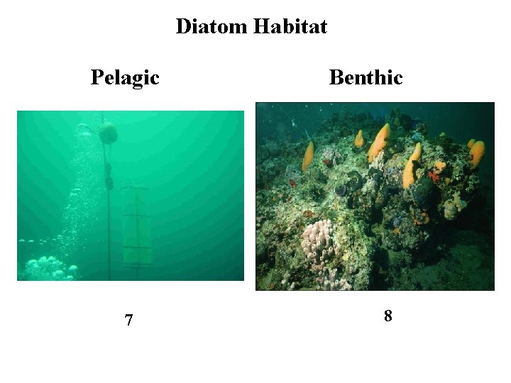 Diatom Habitat Pelagic 7 Benthic 8 