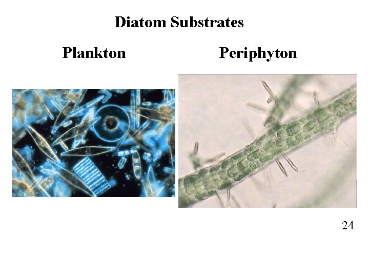 Diatom Substrates Plankton Periphyton 24 