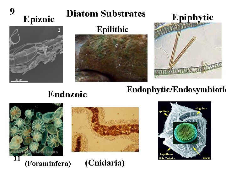 9 Epizoic Diatom Substrates Epiphytic Epilithic Endozoic 11 (Foraminfera) (Cnidaria) Endophytic/Endosymbiotic 