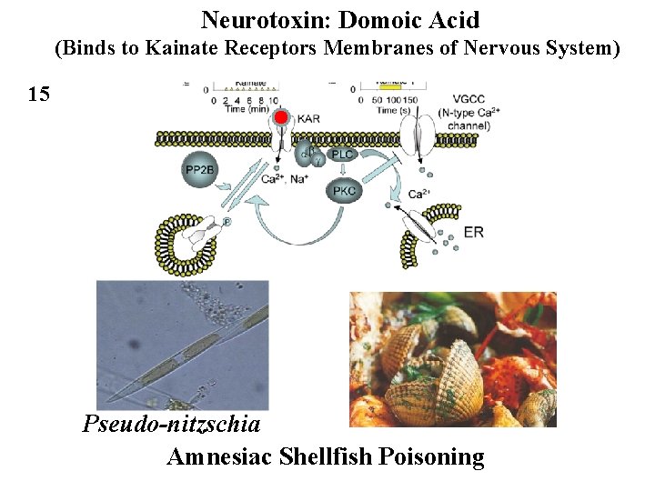 Neurotoxin: Domoic Acid (Binds to Kainate Receptors Membranes of Nervous System) 15 Pseudo-nitzschia Amnesiac