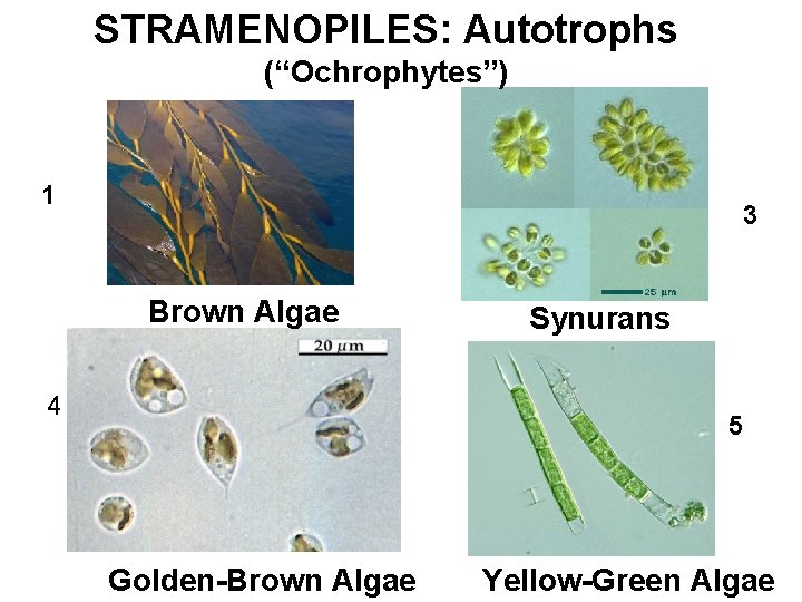 STRAMENOPILES: Autotrophs (“Ochrophytes”) 1 3 Brown Algae 4 Synurans 5 Golden-Brown Algae Yellow-Green Algae