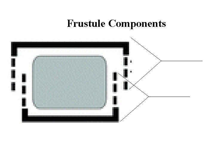 Frustule Components 