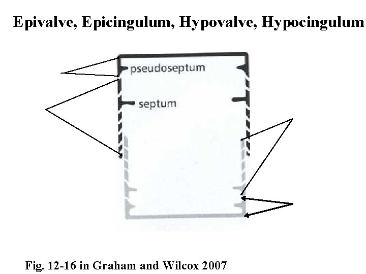 Epivalve, Epicingulum, Hypovalve, Hypocingulum Fig. 12 -16 in Graham and Wilcox 2007 
