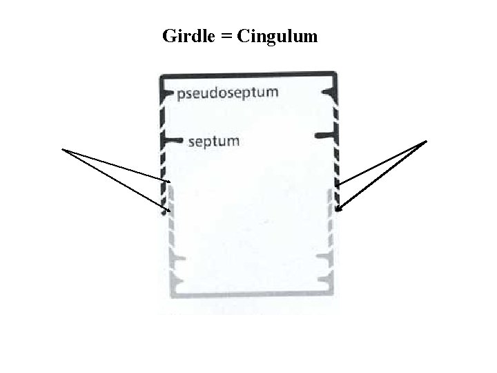 Girdle = Cingulum 