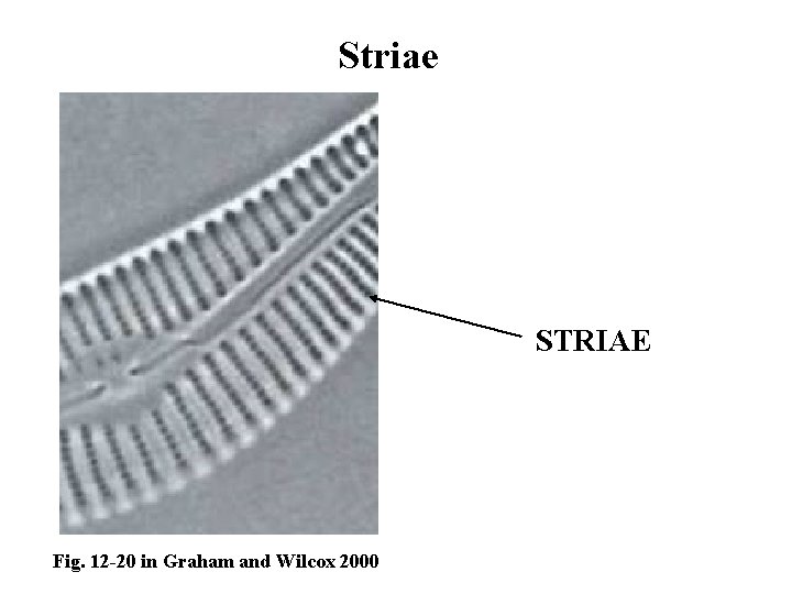 Striae STRIAE Fig. 12 -20 in Graham and Wilcox 2000 
