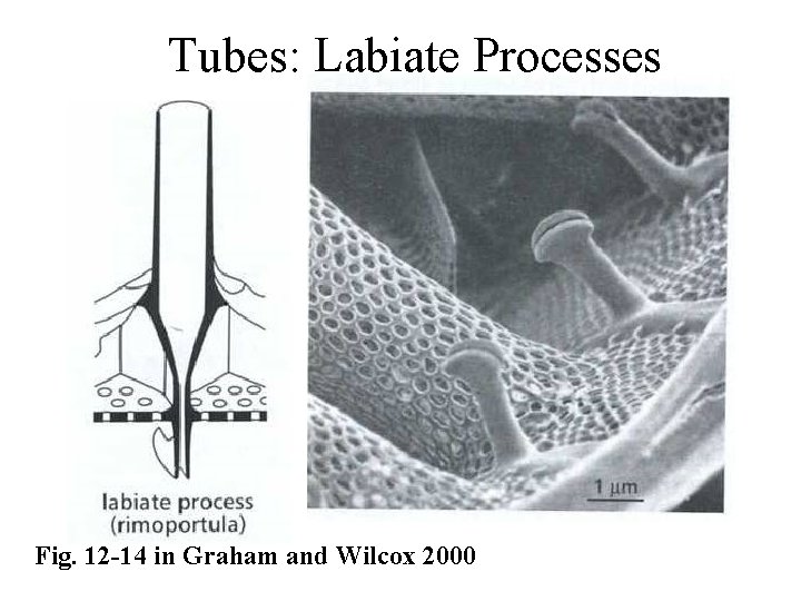 Tubes: Labiate Processes Fig. 12 -14 in Graham and Wilcox 2000 
