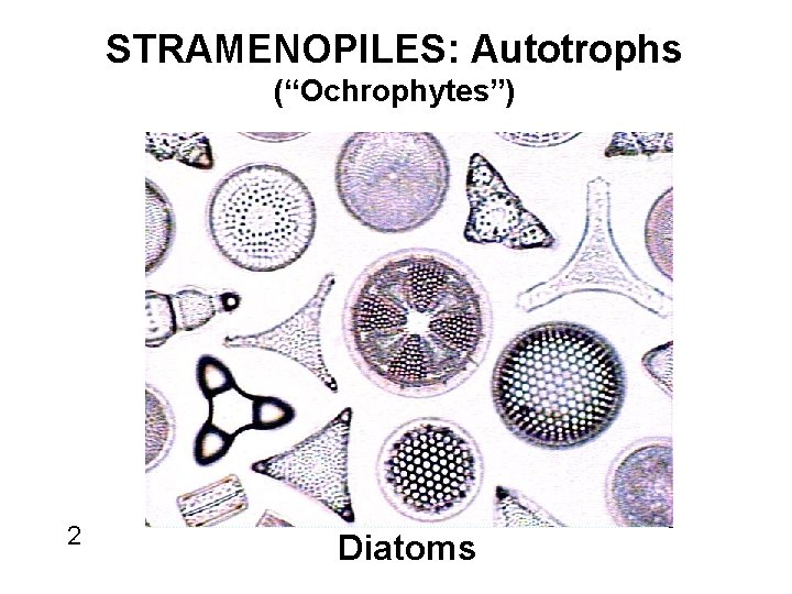 STRAMENOPILES: Autotrophs (“Ochrophytes”) 2 Diatoms 