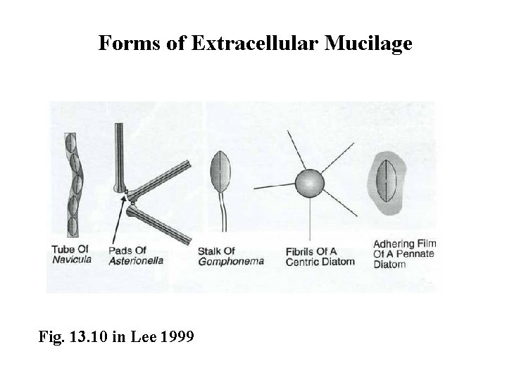 Forms of Extracellular Mucilage Fig. 13. 10 in Lee 1999 