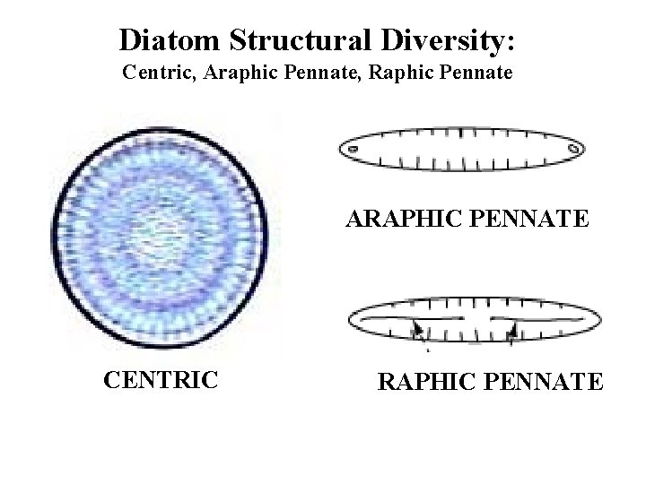 Diatom Structural Diversity: Centric, Araphic Pennate, Raphic Pennate ARAPHIC PENNATE CENTRIC RAPHIC PENNATE 