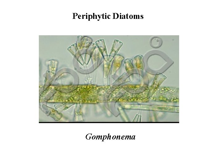 Periphytic Diatoms Gomphonema 