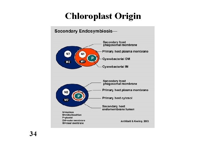 Chloroplast Origin 34 