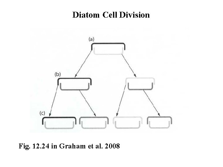 Diatom Cell Division Fig. 12. 24 in Graham et al. 2008 