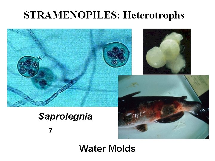 STRAMENOPILES: Heterotrophs Saprolegnia 7 6 Water Molds 