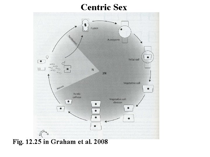 Centric Sex Fig. 12. 25 in Graham et al. 2008 