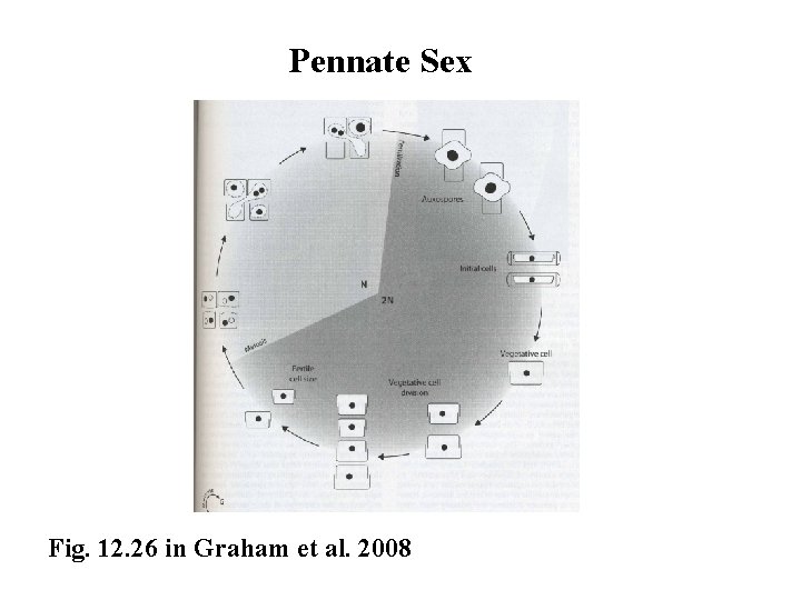 Pennate Sex Fig. 12. 26 in Graham et al. 2008 